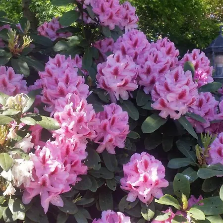 Morgensonne Appartement Westerstede