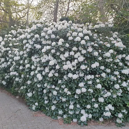 Morgensonne Appartement