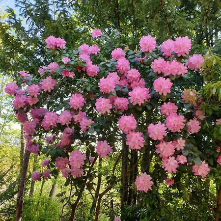 Morgensonne Westerstede